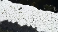 calcium buildup prevention methods