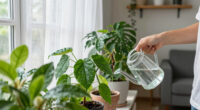 Houseplant hacks: is summer rain a ‘spa’ for indoor plants?